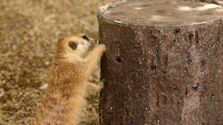 Animals at Cincinnati Zoo engaging with the metal 3D printed cricket feeders. Animals at Cincinnati Zoo engaging with the metal 3D printed cricket feeders.