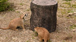 Animals at Cincinnati Zoo engaging with the metal 3D printed cricket feeders. Animals at Cincinnati Zoo engaging with the metal 3D printed cricket feeders.