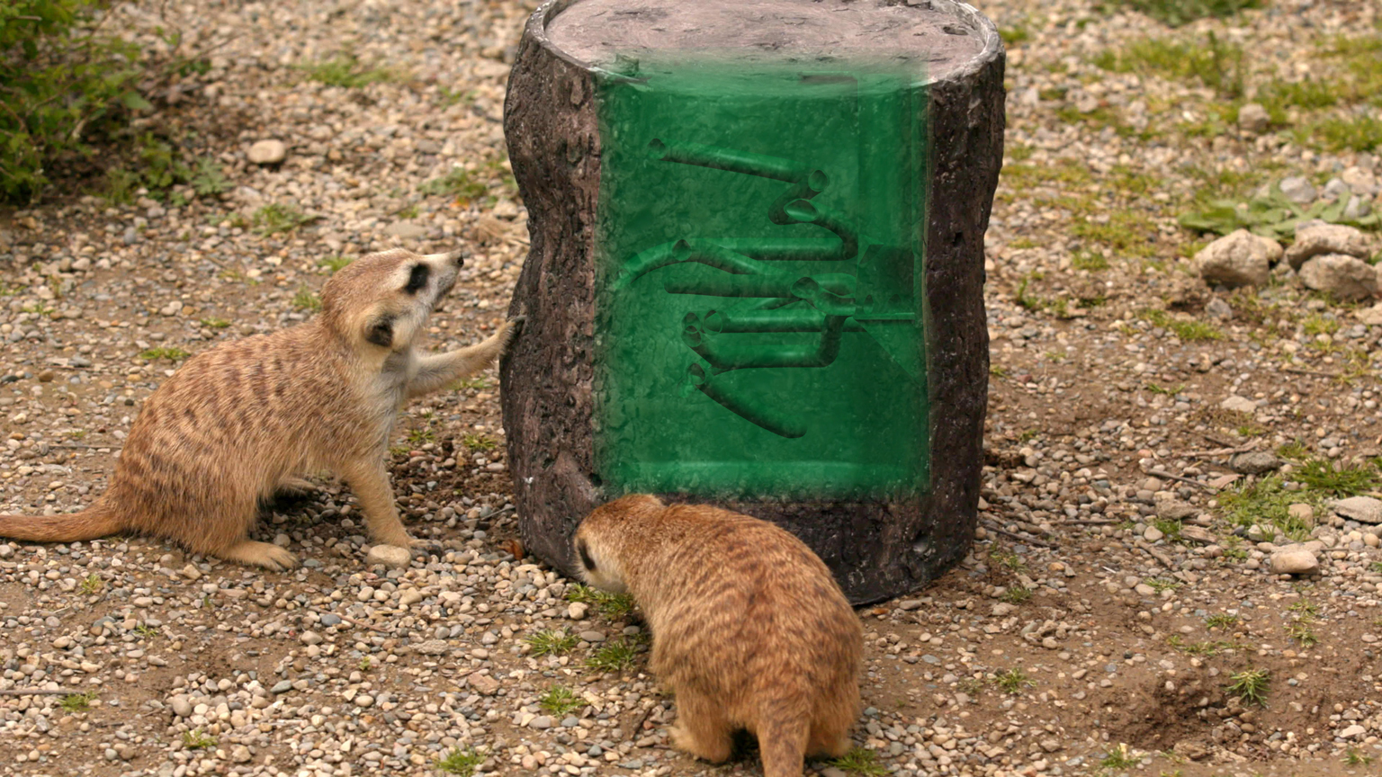 Meerkats engaging with feeder