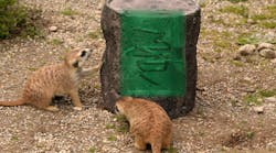 Meerkats engaging with feeder