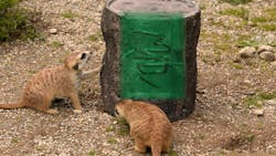 Meerkats engaging with feeder Meerkats engaging with feeder