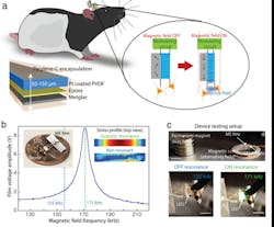 2. Magnetostrictive (ME) films convert alternating magnetic fields into a voltage: (a) Diagram of a ME device on a freely moving rat for wireless neural stimulation. The active ME element consists of piezoelectric polyvinylidene difluoride (PVDF) film (blue) and Metglas (gray) laminate encapsulated by Parylene-C. The inset shows the operating principle whereby the strain produced when magnetizing the gray magnetostrictive layer is transferred to the blue piezoelectric layer, creating a voltage across the film. (b) Example of a resonant response curve for a ME film showing that the maximum voltage is produced when the magnetic-field frequency matches an acoustic resonance at 171 kHz. The photograph inset shows an example of an assembled ME stimulator. The “stress profile” inset shows a top view of the stress produced in a ME film as calculated by a finite element simulation on and off resonance (COMSOL). (c) Device testing setup with a permanent magnet to apply a bias field and an electromagnetic coil to apply an alternating magnetic field (scale bars: upper = 1 cm, lower = 2 mm) 2. Magnetostrictive (ME) films convert alternating magnetic fields into a voltage: (a) Diagram of a ME device on a freely moving rat for wireless neural stimulation. The active ME element consists of piezoelectric polyvinylidene difluoride (PVDF) film (blue) and Metglas (gray) laminate encapsulated by Parylene-C. The inset shows the operating principle whereby the strain produced when magnetizing the gray magnetostrictive layer is transferred to the blue piezoelectric layer, creating a voltage across the film. (b) Example of a resonant response curve for a ME film showing that the maximum voltage is produced when the magnetic-field frequency matches an acoustic resonance at 171 kHz. The photograph inset shows an example of an assembled ME stimulator. The “stress profile” inset shows a top view of the stress produced in a ME film as calculated by a finite element simulation on and off resonance (COMSOL). (c) Device testing setup with a permanent magnet to apply a bias field and an electromagnetic coil to apply an alternating magnetic field (scale bars: upper = 1 cm, lower = 2 mm)