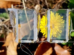 The solar cell created by the team is transparent, which could enable future versions of it to be used in glass windows in houses and skyscrapers, as well as smaller applications such as watches and cell phones.