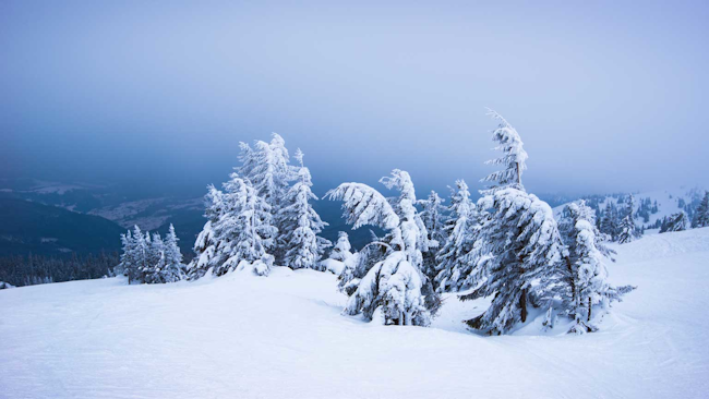 Snowy landscape