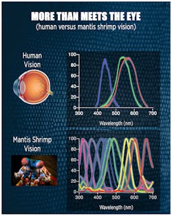 The human eye perceives only three colors: red, green and blue. The mantis shrimp uses stacks of light-sensitive cells at the tip of its eye to “see” up to 12 colors. The human eye perceives only three colors: red, green and blue. The mantis shrimp uses stacks of light-sensitive cells at the tip of its eye to “see” up to 12 colors.