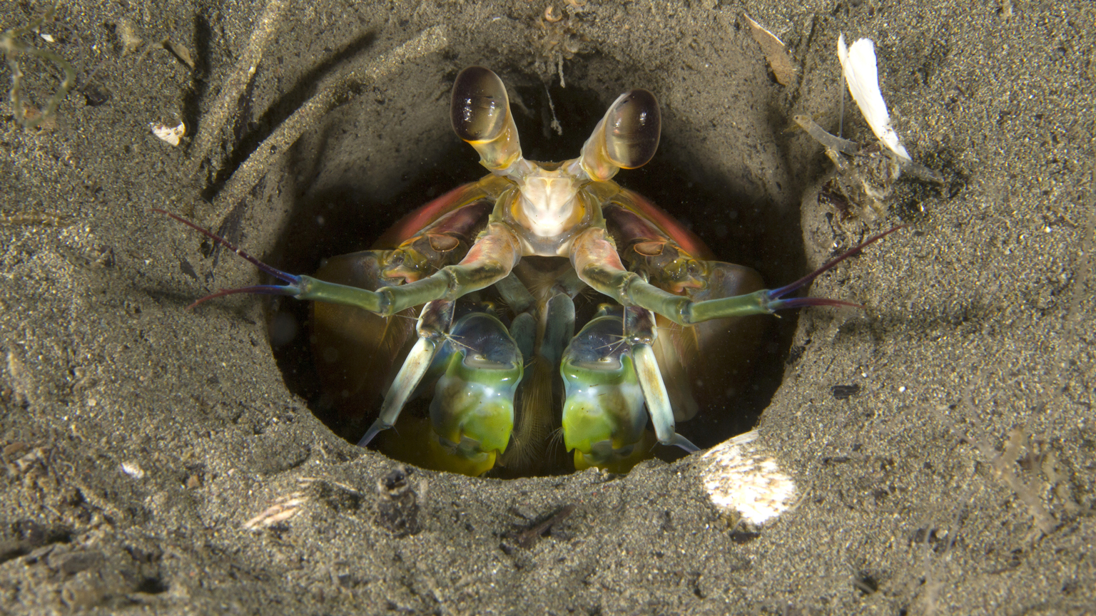 Mantis shrimp