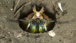 Mantis shrimp Mantis shrimp