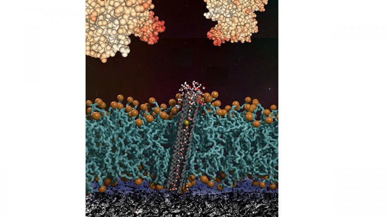 A cross section of a lipid bilayer with a carbon nanotube pore on a surface of a bioelectronic device. The bilayer protects the surface from large protein foulants in solution and lets water, ions and small molecules through to the device surface.
