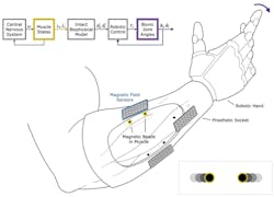 1. Free-space control of a robotic prosthesis via muscle magnetomicrometry: Passive magnetic beads (in yellow) implanted in muscle can be used to wirelessly track muscle length via an array of magnetic field sensors (blue) mounted to the outside of the body. The pair of magnetic beads highlighted here is placed in a single muscle, in line with the muscle fiber orientation. Muscle-length data can be streamed to a control unit, which in turn can be used to stream commands to neuroprosthetic devices such as exoskeletons, muscle stimulators, or the robotic hand shown here.