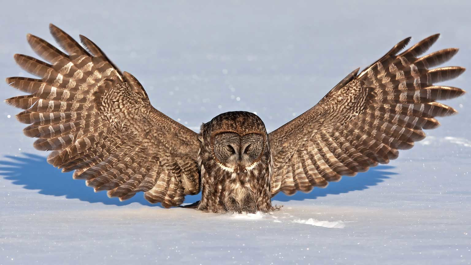 Owl in snow