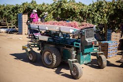 At the end of the row, the autonomous cart quietly turns 180 deg. and drives into the next row. When the cart is full, members of the packing crew empty it, then send it to work again. At the end of the row, the autonomous cart quietly turns 180 deg. and drives into the next row. When the cart is full, members of the packing crew empty it, then send it to work again.