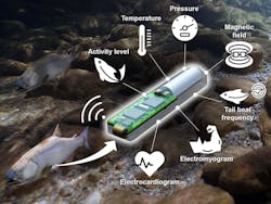 Lab-on-a-Fish uses multiple sensors to wirelessly track location, heartbeat, tail movement, and even temperature of the surrounding environment.