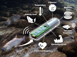 Lab-on-a-Fish uses multiple sensors to wirelessly track location, heartbeat, tail movement, and even temperature of the surrounding environment. Lab-on-a-Fish uses multiple sensors to wirelessly track location, heartbeat, tail movement, and even temperature of the surrounding environment.