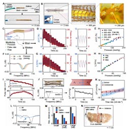 5. Demonstration of wireless sensing of pressure, pulse, and flow: (A) Photo of wireless sensing system advancing through a guide catheter. (B) Expanded stent and sensor in artery model. Inset shows a cross-section of the low-profile electronics. Enlarged views show the expanded stent structure and PI connectors. (C) Schematic of wired and wireless sensing methods in artery model. (D) Sensor capacitance during pulsatile flow in artery model with an enlarged view of pressure waveform. (E) Summary of wired sensor response during various flow-rate levels. Capacitance increases linearly with pressure, indicating that flow has a minimal effect. (F) Wireless resonant frequency sweeps at different pressures. The resonant frequency decreases with increasing pressure. (G) Wireless pressure sensing in artery model with an enlarged view of the pulsatile wave. (H) Summary of wireless pressure sensing of average, maximum, and minimum pressures during pulsatile flow. (I) Pulse-rate detection during two flow conditions. The wireless sensor detects a similar pulse rate to a commercial pressure sensor. (J) Wireless stent integrated with dual pressure sensor for monitoring of flow. The two sensors provide monitoring of two resonant frequencies, enabling real-time pressure-gradient (ΔP) monitoring. (K) Summary of wireless flow monitoring comparing the pressure gradients monitored by the wireless sensor and commercial sensors. (L) Wireless signal from the device when operated in air and saline. The conductive surrounding lowers the wireless signal quality. (M) Wireless readout distances in air, saline and saline plus tissue. (N) Photo of external antenna and artery model embedded in meat at maximum readout distance. 5. Demonstration of wireless sensing of pressure, pulse, and flow: (A) Photo of wireless sensing system advancing through a guide catheter. (B) Expanded stent and sensor in artery model. Inset shows a cross-section of the low-profile electronics. Enlarged views show the expanded stent structure and PI connectors. (C) Schematic of wired and wireless sensing methods in artery model. (D) Sensor capacitance during pulsatile flow in artery model with an enlarged view of pressure waveform. (E) Summary of wired sensor response during various flow-rate levels. Capacitance increases linearly with pressure, indicating that flow has a minimal effect. (F) Wireless resonant frequency sweeps at different pressures. The resonant frequency decreases with increasing pressure. (G) Wireless pressure sensing in artery model with an enlarged view of the pulsatile wave. (H) Summary of wireless pressure sensing of average, maximum, and minimum pressures during pulsatile flow. (I) Pulse-rate detection during two flow conditions. The wireless sensor detects a similar pulse rate to a commercial pressure sensor. (J) Wireless stent integrated with dual pressure sensor for monitoring of flow. The two sensors provide monitoring of two resonant frequencies, enabling real-time pressure-gradient (ΔP) monitoring. (K) Summary of wireless flow monitoring comparing the pressure gradients monitored by the wireless sensor and commercial sensors. (L) Wireless signal from the device when operated in air and saline. The conductive surrounding lowers the wireless signal quality. (M) Wireless readout distances in air, saline and saline plus tissue. (N) Photo of external antenna and artery model embedded in meat at maximum readout distance.