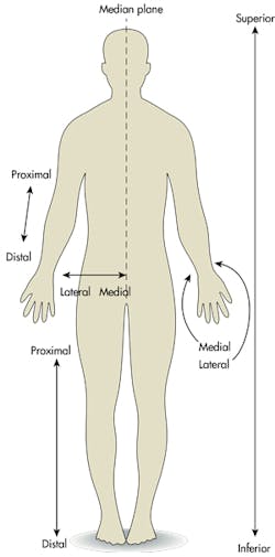 Illustration of various anatomical planes