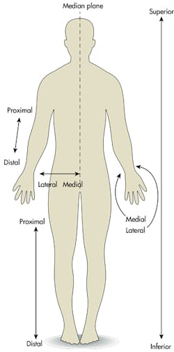 Illustration of various anatomical planes Illustration of various anatomical planes