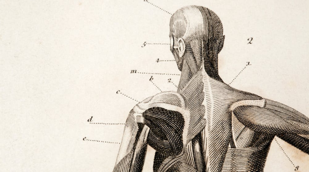 Rear human anatomy chart
