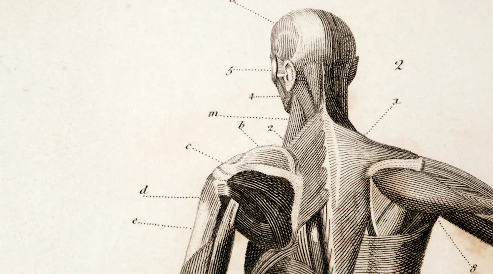 Untangling Some Biomedical Terms | Machine Design