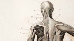 Rear human anatomy chart