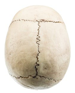 This view of the top of a human&rsquo;s skull with the facial portion facing up shows the sagittal suture running up and down (or fore and aft), and the coronal suture intersects with it at its upper endpoint and runs left and right.