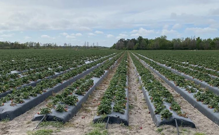 664cbcb69c17c4447242e339 Strawberry Field