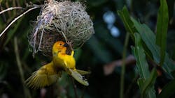 There is a lot to be learned about circularity by observing the habits of other species in nature. There is a lot to be learned about circularity by observing the habits of other species in nature.