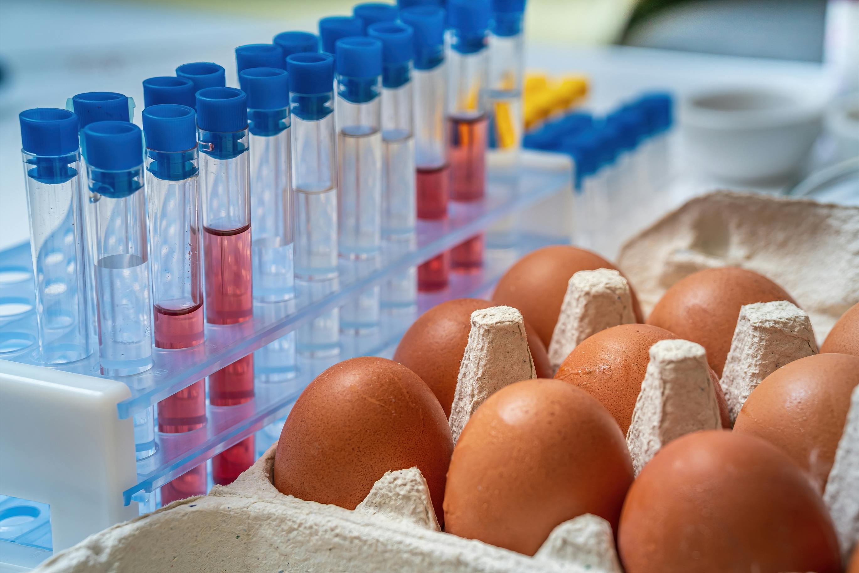 Eggs being tested for safety