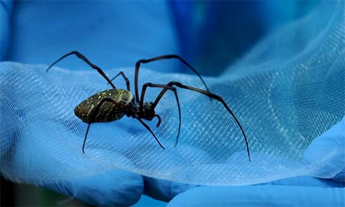 Spider Silk Spins New Life Into Nerve Repair | Machine Design