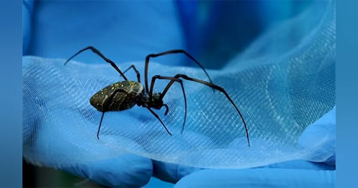 Spider Slick Spider Silk Spins New Life Into Nerve Repair | Machine Design