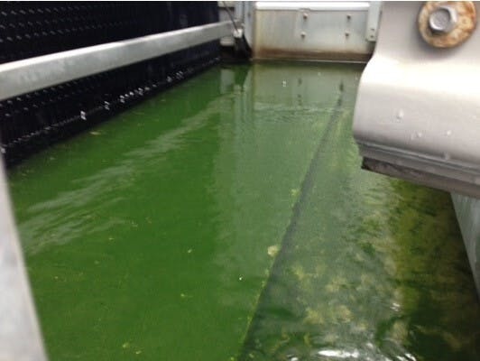 A conventional cooling tower basin. The large amount of water is green from algae growth and scale appears visible on the basin surface.