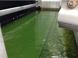A conventional cooling tower basin. The large amount of water is green from algae growth and scale appears visible on the basin surface. A conventional cooling tower basin. The large amount of water is green from algae growth and scale appears visible on the basin surface.